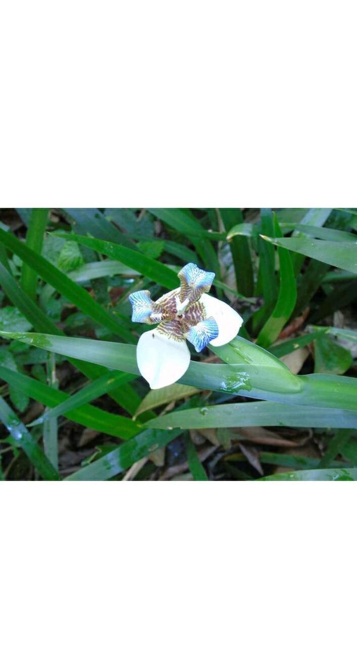 Jardin De Naipi 3 Διαμέρισμα Πουέρτο Ιγκουασού Δωμάτιο φωτογραφία